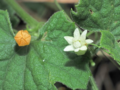 Zehneria