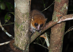 Microcebus lehilahytsara
