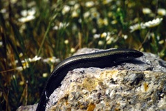 Chalcides bedriagai