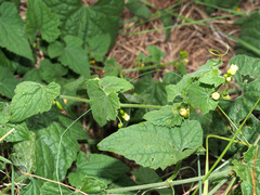 Zehneria
