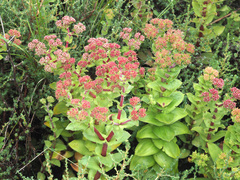 Crassula natalensis