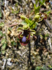 Ophrys speculum