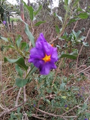 Lycianthes lycioides