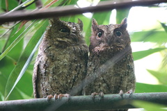 Otus manadensis