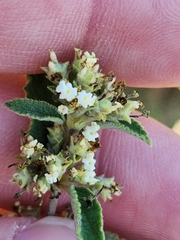 Lippia graveolens