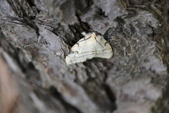 Lymantria dispar