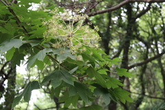 Kalopanax septemlobus