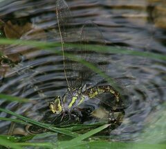 Rhionaeschna dugesi