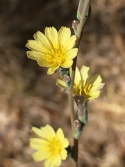 Lactuca saligna