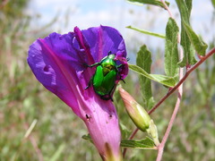 Calomacraspis splendens