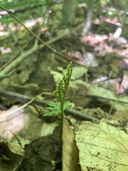 Botrychium angustisegmentum