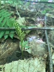 Botrychium angustisegmentum