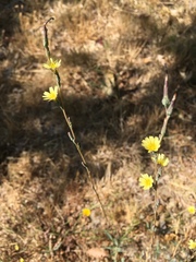 Lactuca saligna