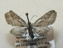 Eupithecia placidata