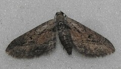 Eupithecia placidata