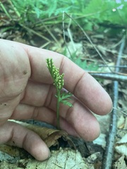 Botrychium angustisegmentum