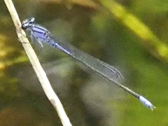 Enallagma cardenium