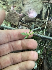 Botrychium angustisegmentum