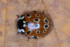Anatis ocellata