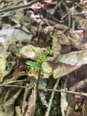 Botrychium angustisegmentum