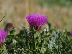 Cirsium acaule
