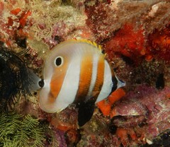 Coradion chrysozonus