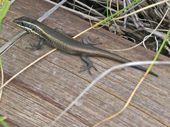 Trachylepis punctatissima