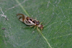 Graphopsocus