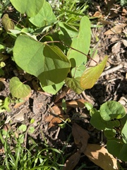 Cercis canadensis