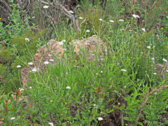 Scabiosa drakensbergensis