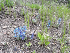 Penstemon payettensis
