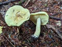 Tricholoma equestre