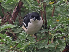 Laniarius ferrugineus