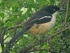 Laniarius ferrugineus