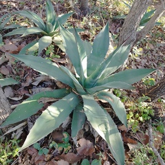 Agave salmiana