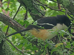 Laniarius ferrugineus