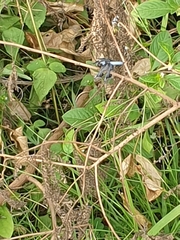 Palpopleura portia