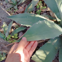 Agave salmiana