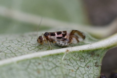 Graphopsocus