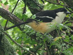 Laniarius ferrugineus