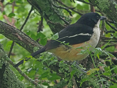 Laniarius ferrugineus