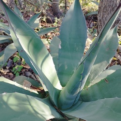 Agave salmiana