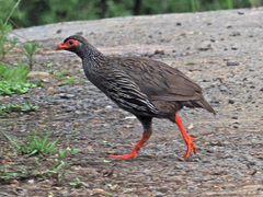 Pternistis afer castaneiventer