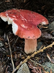 Russula rhodocephala