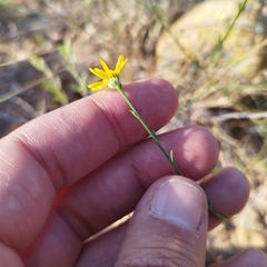 Gutierrezia sericocarpa