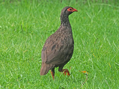 Pternistis afer castaneiventer