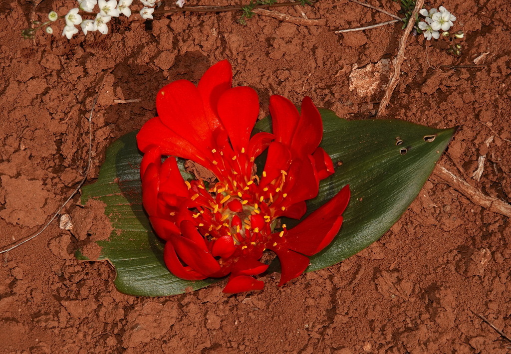 Daubenya aurea, Namakwa, ZA-NC, ZA