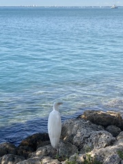Ardea herodias occidentalis