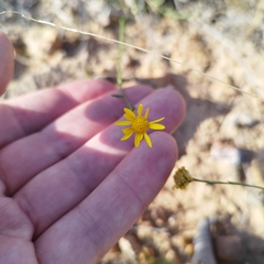 Gutierrezia sericocarpa
