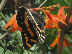 Aeropetes tulbaghia